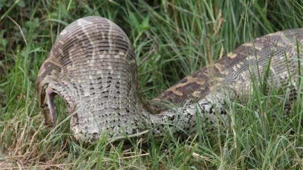 Güneş battıktan sonra ortaya çıkıyor! 43