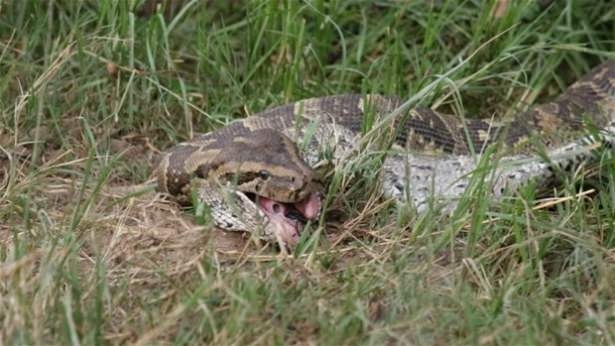 Güneş battıktan sonra ortaya çıkıyor! 44