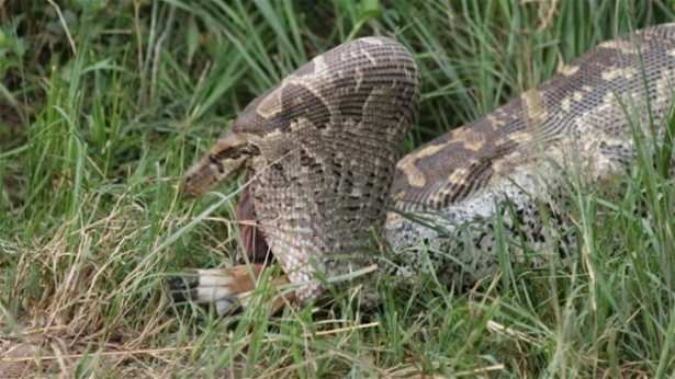 Güneş battıktan sonra ortaya çıkıyor! 45