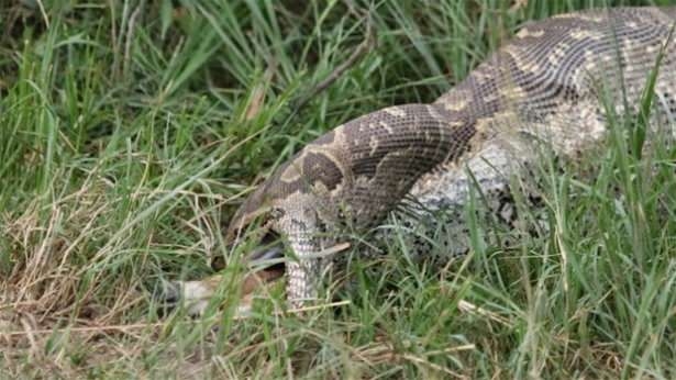 Güneş battıktan sonra ortaya çıkıyor! 46