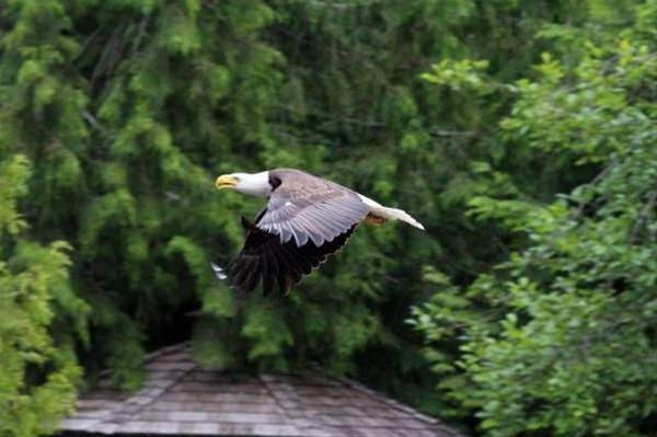 Güneş battıktan sonra ortaya çıkıyor! 54