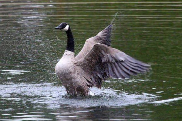 Güneş battıktan sonra ortaya çıkıyor! 55