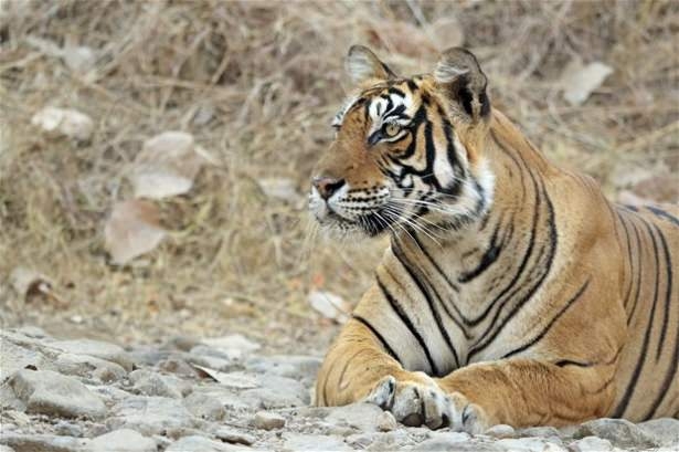 Güneş battıktan sonra ortaya çıkıyor! 57