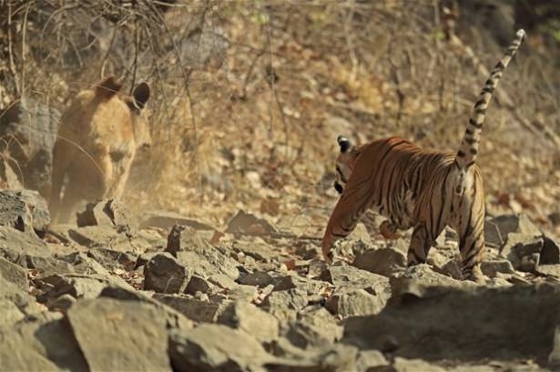 Güneş battıktan sonra ortaya çıkıyor! 59