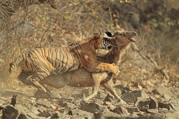 Güneş battıktan sonra ortaya çıkıyor! 61