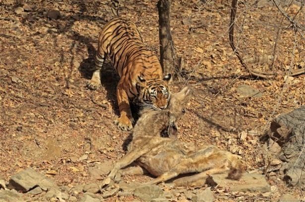 Güneş battıktan sonra ortaya çıkıyor! 70