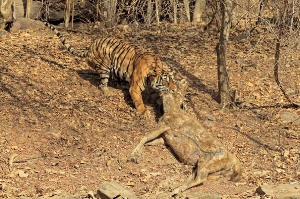 Güneş battıktan sonra ortaya çıkıyor! 71