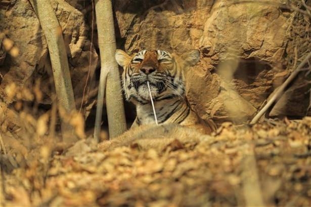 Güneş battıktan sonra ortaya çıkıyor! 73