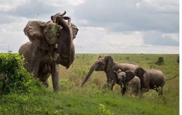 Güneş battıktan sonra ortaya çıkıyor! 74