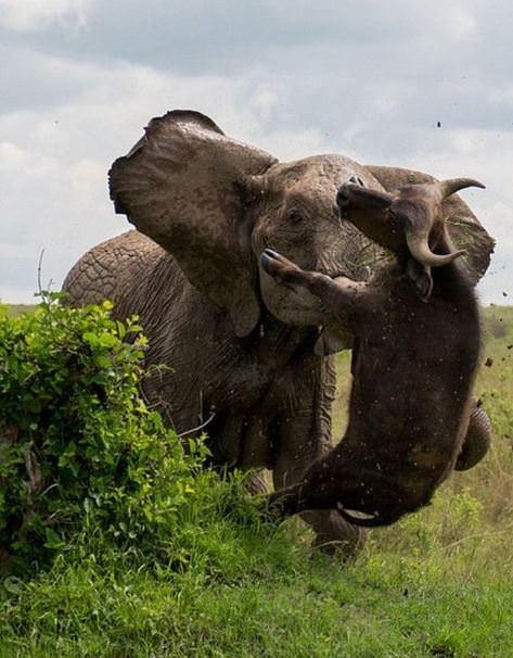 Güneş battıktan sonra ortaya çıkıyor! 75