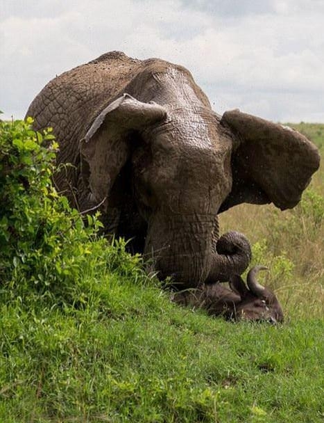Güneş battıktan sonra ortaya çıkıyor! 77