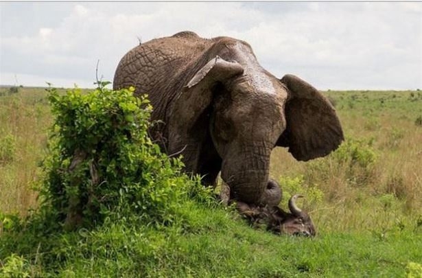 Güneş battıktan sonra ortaya çıkıyor! 79