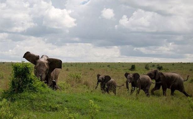 Güneş battıktan sonra ortaya çıkıyor! 80