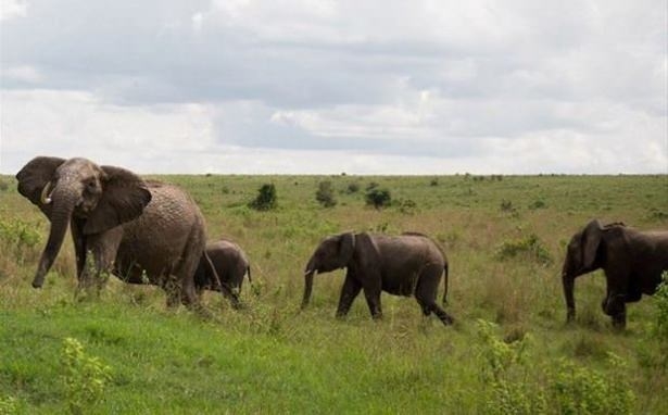 Güneş battıktan sonra ortaya çıkıyor! 81