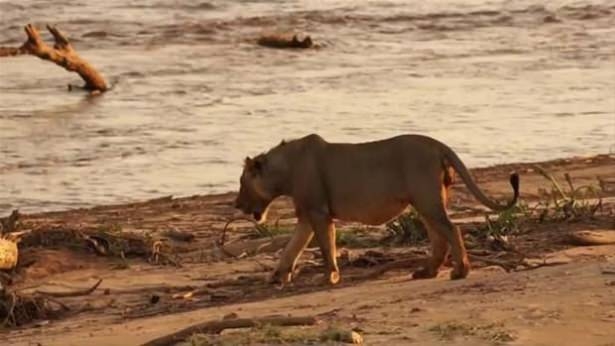 Güneş battıktan sonra ortaya çıkıyor! 82