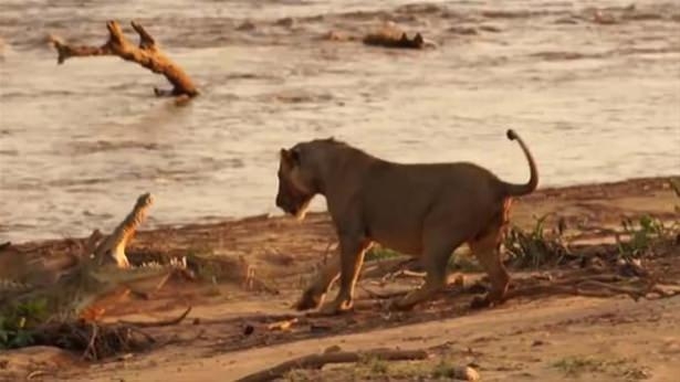 Güneş battıktan sonra ortaya çıkıyor! 83