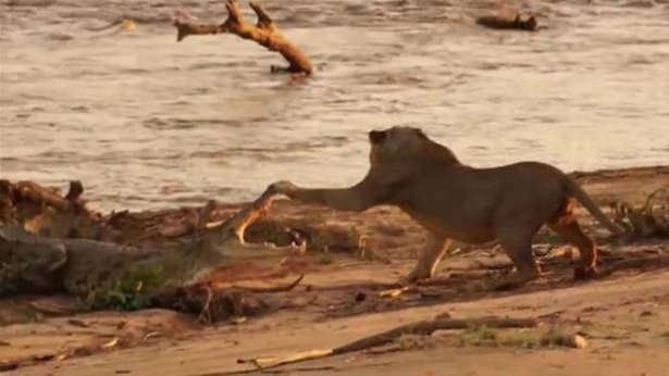Güneş battıktan sonra ortaya çıkıyor! 84