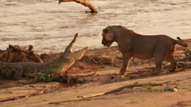 Güneş battıktan sonra ortaya çıkıyor! 85