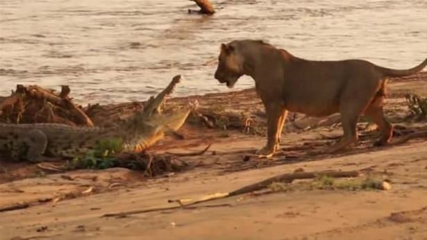 Güneş battıktan sonra ortaya çıkıyor! 86