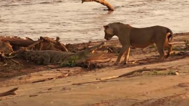 Güneş battıktan sonra ortaya çıkıyor! 87