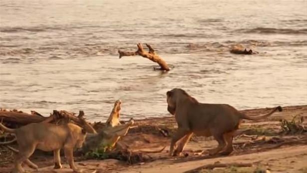 Güneş battıktan sonra ortaya çıkıyor! 89