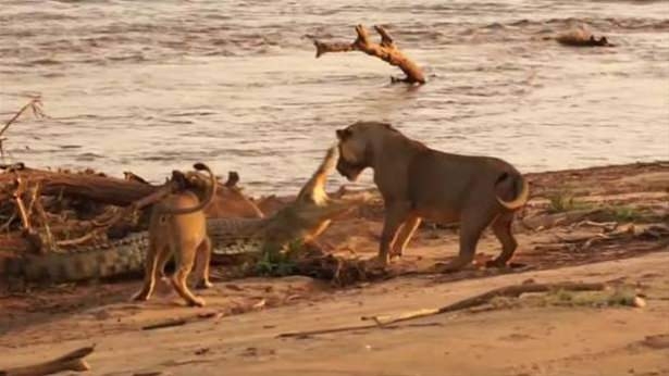 Güneş battıktan sonra ortaya çıkıyor! 90