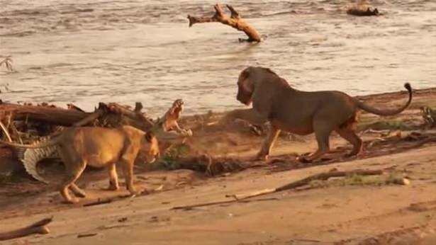 Güneş battıktan sonra ortaya çıkıyor! 91