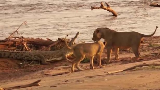 Güneş battıktan sonra ortaya çıkıyor! 92