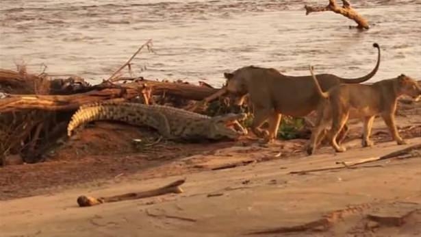 Güneş battıktan sonra ortaya çıkıyor! 93
