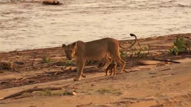 Güneş battıktan sonra ortaya çıkıyor! 95