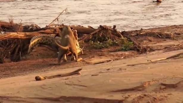 Güneş battıktan sonra ortaya çıkıyor! 96