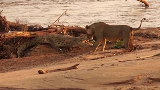 Güneş battıktan sonra ortaya çıkıyor! 97