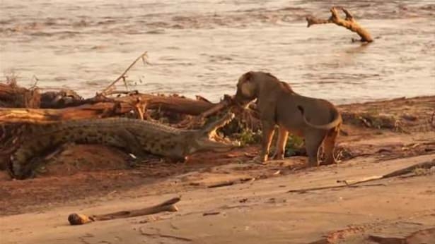 Güneş battıktan sonra ortaya çıkıyor! 98