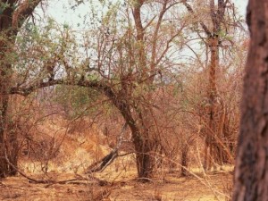 Doğanın görünmez hayvanları