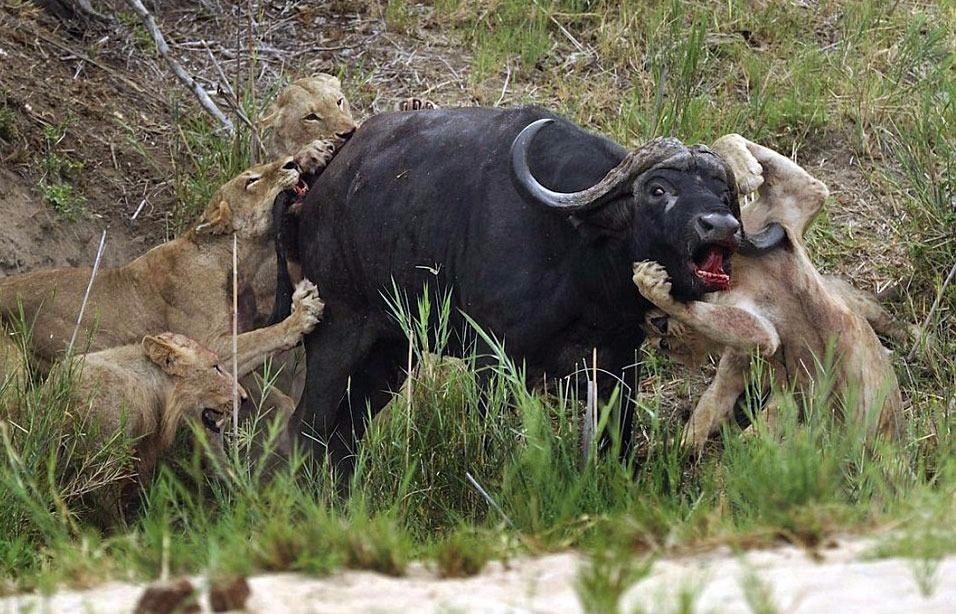 Aslanların en başarısız saldırıları 1