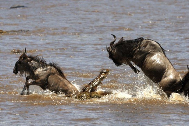 Aslanların en başarısız saldırıları 101