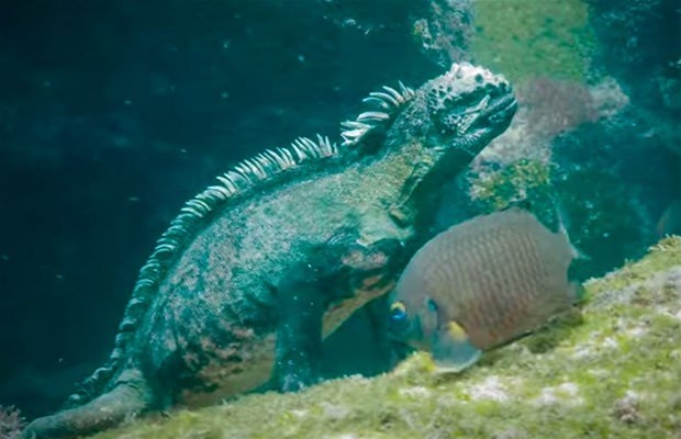 Aslanların en başarısız saldırıları 105