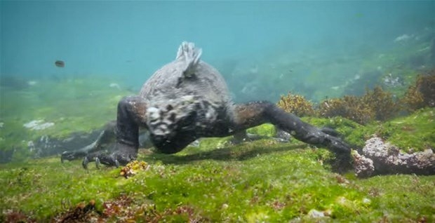 Aslanların en başarısız saldırıları 108