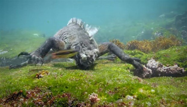 Aslanların en başarısız saldırıları 109