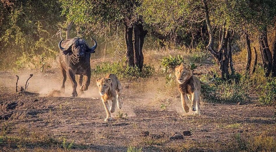 Aslanların en başarısız saldırıları 11