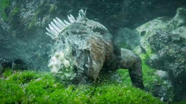 Aslanların en başarısız saldırıları 110