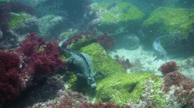 Aslanların en başarısız saldırıları 112