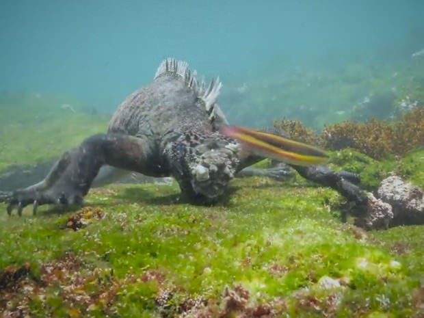 Aslanların en başarısız saldırıları 114