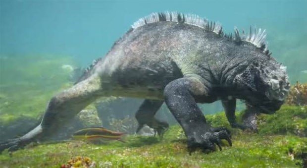 Aslanların en başarısız saldırıları 117