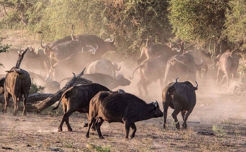 Aslanların en başarısız saldırıları 12