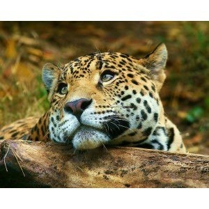 Aslanların en başarısız saldırıları 130