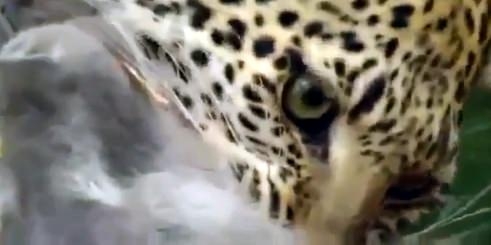 Aslanların en başarısız saldırıları 132