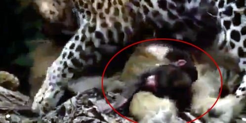 Aslanların en başarısız saldırıları 133