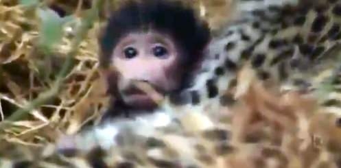 Aslanların en başarısız saldırıları 135