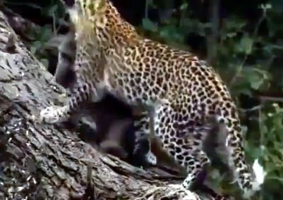 Aslanların en başarısız saldırıları 136